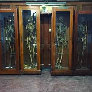 Das forensische Museum in Bangkok