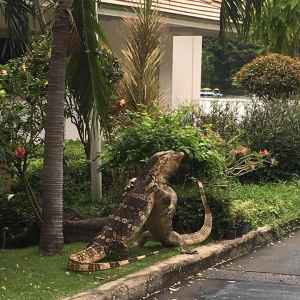 Lumphini-Park in Bangkok