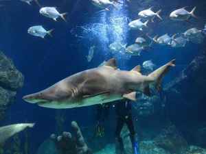Siam Paragon Einkaufzentrum SEA LIFE Bankok Ocean World