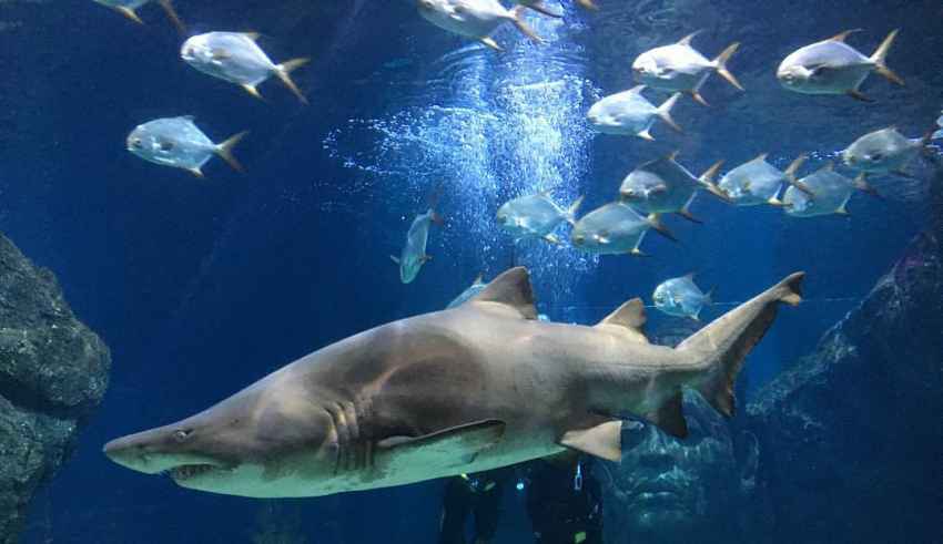 Siam Paragon Einkaufzentrum SEA LIFE Bankok Ocean World